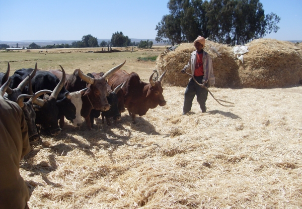 Operational research for food security and capacity building programmes in Tigray