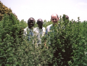 Figure 3. Mature Artemisia plants, Arusha, Tanzania. 