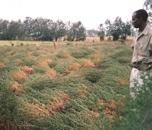 Figure 4. Harvested plants ready for threshing, Thika, Kenya. 