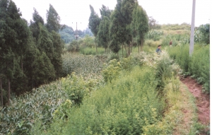 Figure 6. Artemisia and maize row planted, Szechuan, China.