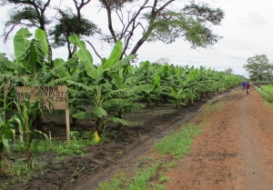 Banana farm at a New Alliance company